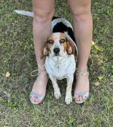 Lost Female Dog last seen WEST ROBERTS & STEFANI , Gonzalez, FL 32533