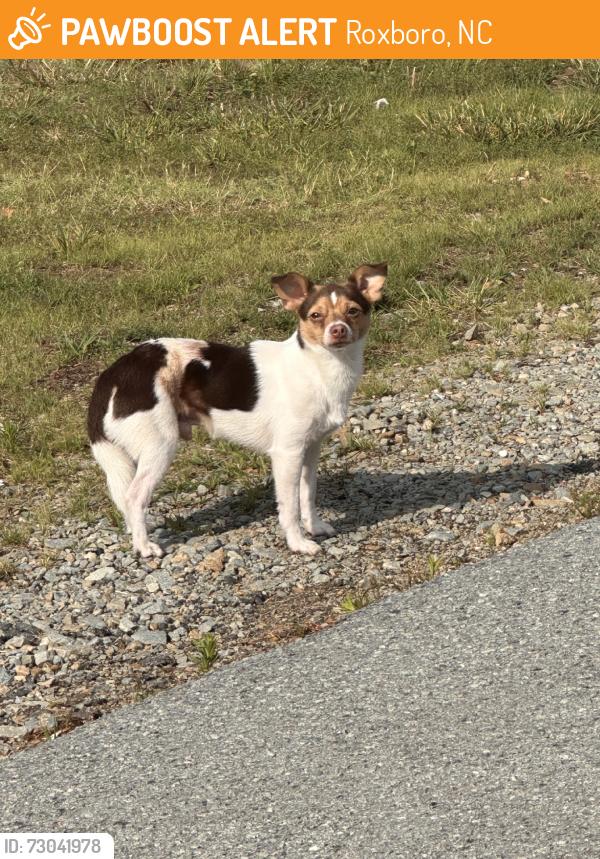Found/Stray Male Dog last seen Antioch church rd, Roxboro, NC 27573