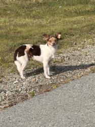 Found/Stray Male Dog last seen Antioch church rd, Roxboro, NC 27573