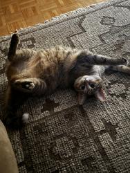 Lost Female Cat last seen Homewood street/Kitchener, Kitchener, ON N2M 1X1