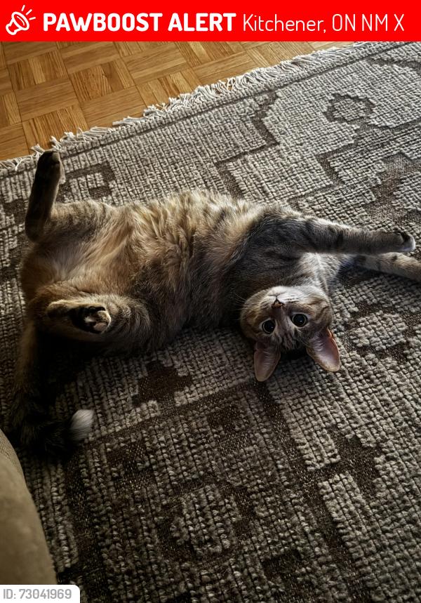 Lost Female Cat last seen Homewood street/Kitchener, Kitchener, ON N2M 1X1