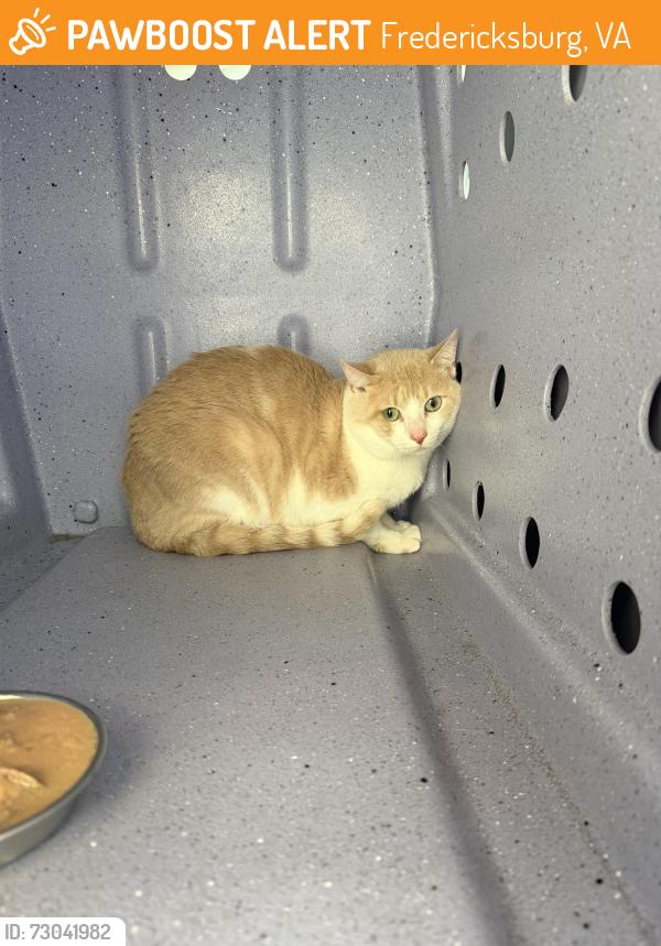 Found/Stray Unknown Cat last seen Slaughter penn farm, Fredericksburg, VA 22408