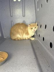 Found/Stray Unknown Cat last seen Slaughter penn farm, Fredericksburg, VA 22408
