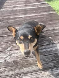 Found/Stray Unknown Dog last seen Kingston st, Lenoir City, TN 37771