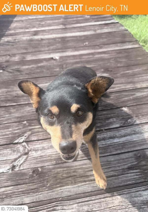 Found/Stray Unknown Dog last seen Kingston st, Lenoir City, TN 37771