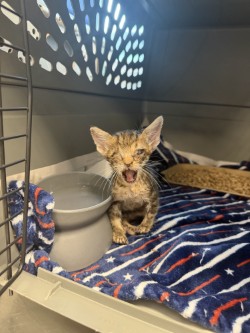 Shelter Stray Female Cat last seen W Kearney St., 75149, TX, 1650 Gross Rd, Mesquite, TX 75149, USA