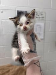 Shelter Stray Male Cat last seen Near Liberty heights, 21207, MD, 301 Stockholm St, Baltimore, MD 21230, USA