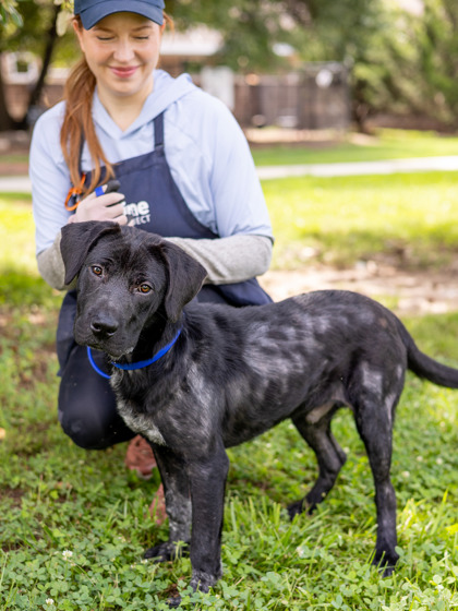 Shelter Stray Male Dog last seen Near Rolling Trl, Lithonia, GA 30058, 30058, GA, 3280 Chamblee Dunwoody Rd, Chamblee, GA 30341, USA