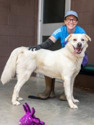 Shelter Stray Male Dog last seen Near peachtree industrial Blvd Chanblee, GA 30341, 30341, GA, 3280 Chamblee Dunwoody Rd, Chamblee, GA 30341, USA