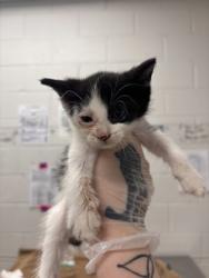 Shelter Stray Female Cat last seen Near Liberty heights, 21207, MD, 301 Stockholm St, Baltimore, MD 21230, USA