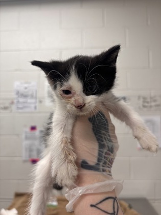 Shelter Stray Female Cat last seen Near Liberty heights, 21207, MD, 301 Stockholm St, Baltimore, MD 21230, USA