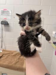 Shelter Stray Male Cat last seen Near Liberty heights, 21207, MD, 301 Stockholm St, Baltimore, MD 21230, USA