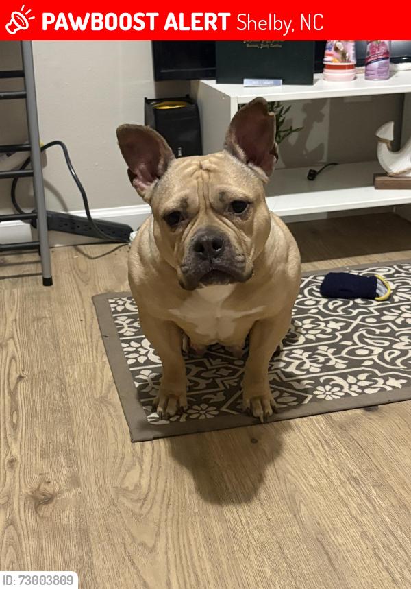 Lost Female Dog last seen East Grover st, Shelby, NC 28150