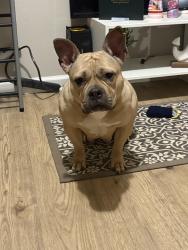 Lost Female Dog last seen East Grover st, Shelby, NC 28150