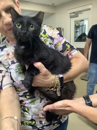 Shelter Stray Female Cat last seen Near Chauncery Pl, West District, TX, 355 Hillshire Dr, Haslet, TX 76052, USA