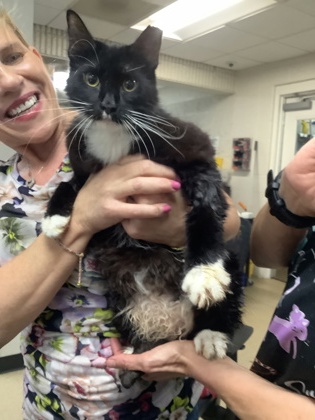 Shelter Stray Male Cat last seen Near Chauncery Pl, West District, TX, 355 Hillshire Dr, Haslet, TX 76052, USA