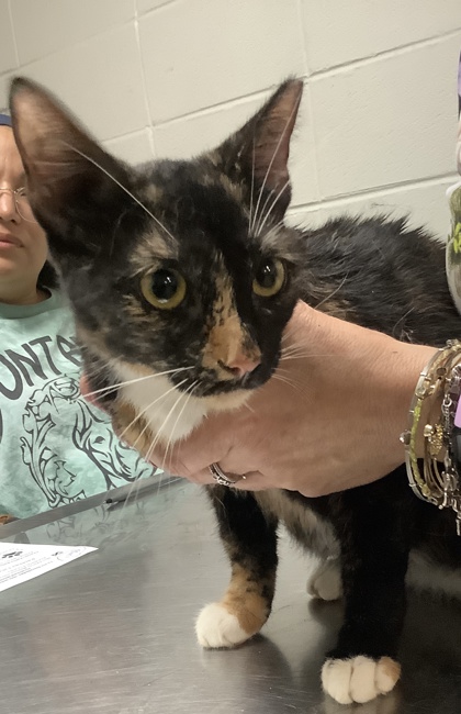 Shelter Stray Female Cat last seen Near Chauncery Pl, West District, TX, 355 Hillshire Dr, Haslet, TX 76052, USA
