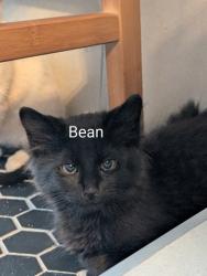 Shelter Stray Male Cat last seen Near Chauncery Pl, West District, TX, 355 Hillshire Dr, Haslet, TX 76052, USA