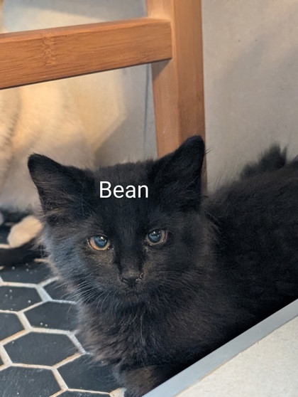 Shelter Stray Male Cat last seen Near Chauncery Pl, West District, TX, 355 Hillshire Dr, Haslet, TX 76052, USA