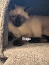 Shelter Stray Female Cat last seen Near Chauncery Pl, West District, TX, 355 Hillshire Dr, Haslet, TX 76052, USA