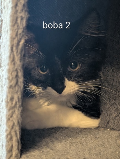 Shelter Stray Male Cat last seen Near Chauncery Pl, West District, TX, 355 Hillshire Dr, Haslet, TX 76052, USA