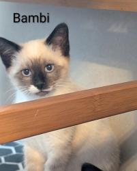 Shelter Stray Male Cat last seen Near Chauncery Pl, West District, TX, 355 Hillshire Dr, Haslet, TX 76052, USA