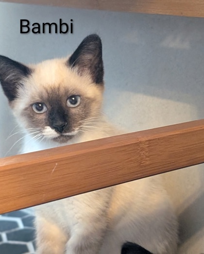 Shelter Stray Male Cat last seen Near Chauncery Pl, West District, TX, 355 Hillshire Dr, Haslet, TX 76052, USA