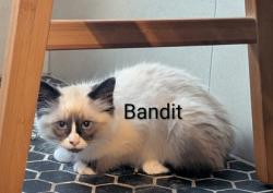 Shelter Stray Female Cat last seen Near Chauncery Pl, West District, TX, 355 Hillshire Dr, Haslet, TX 76052, USA