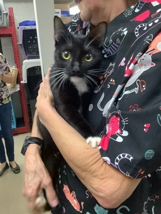 Shelter Stray Female Cat last seen Near Chauncery Pl, West District, TX, 355 Hillshire Dr, Haslet, TX 76052, USA