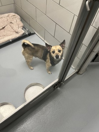 Shelter Stray Male Dog last seen deforest rd, Coppell, TX, 821 S Coppell Rd, Coppell, TX 75019, USA