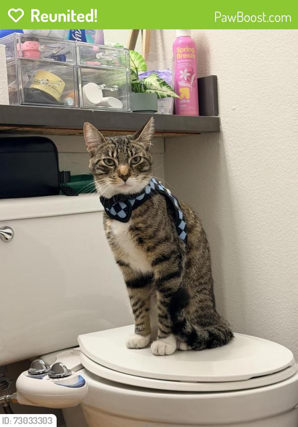 Reunited Male Cat last seen Ringwood and Murphy in woodland meadows apmts, San Jose, CA 95131