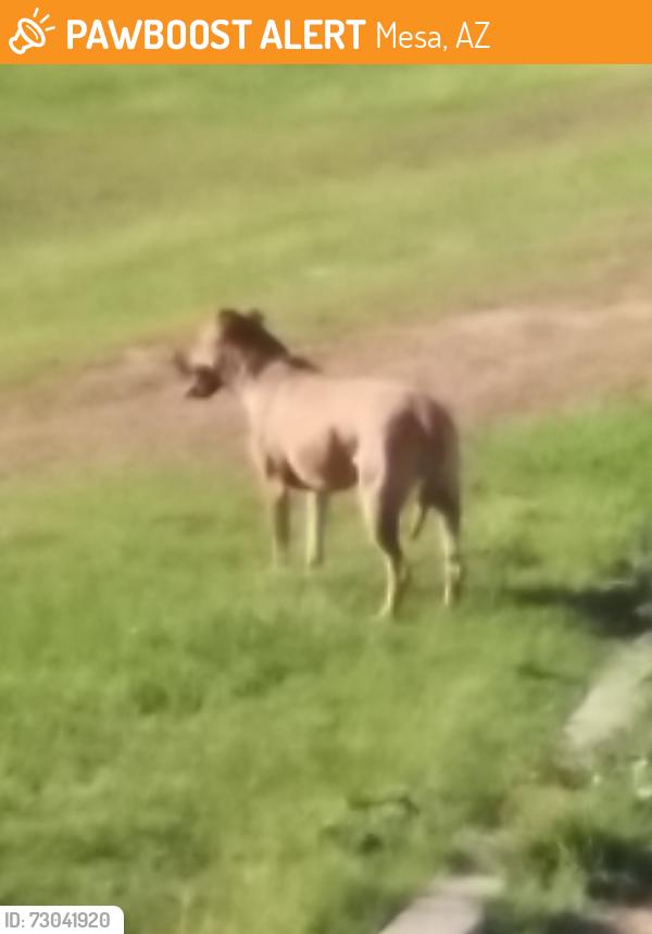 Found/Stray Female Dog last seen Canal between E Adobe and University, Mesa, Mesa, AZ 85205