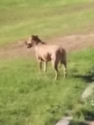 Found/Stray Female Dog last seen Canal between E Adobe and University, Mesa, Mesa, AZ 85205