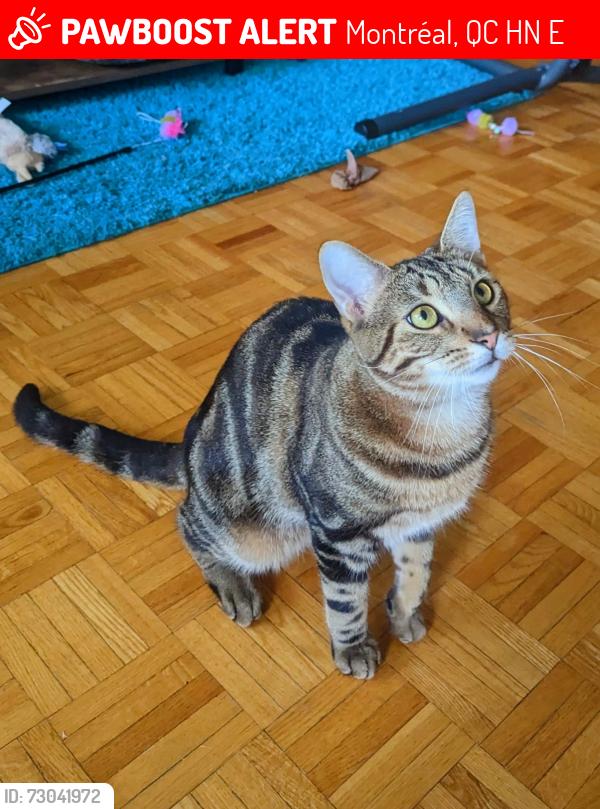 Lost Male Cat last seen Near rue Allard , Montréal, QC H8N 0E2