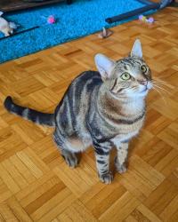 Lost Male Cat last seen Near rue Allard , Montréal, QC H8N 0E2