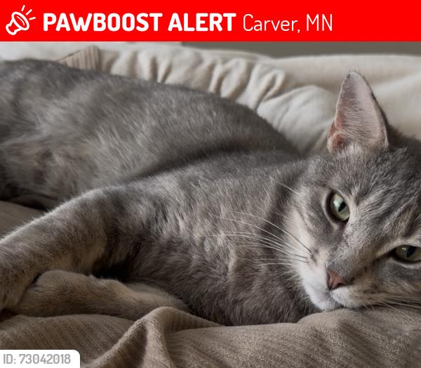 Lost Male Cat last seen 4th street W, Carver, MN 55315