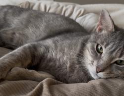 Lost Male Cat last seen 4th street W, Carver, MN 55315