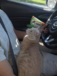 Reunited Male Cat last seen Kennedy road at shopsshere dr, Toronto, ON M1P 1Z9