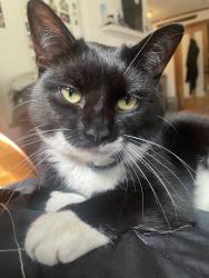 Lost Female Cat last seen Colonial Ave, Middlebury, CT 06762