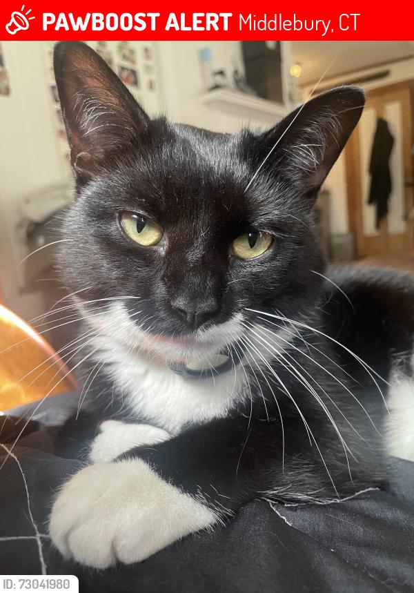 Lost Female Cat last seen Colonial Ave, Middlebury, CT 06762