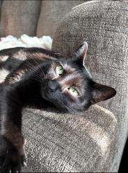 Lost Male Cat last seen Pine rd ne, Rio Rancho, NM 87144