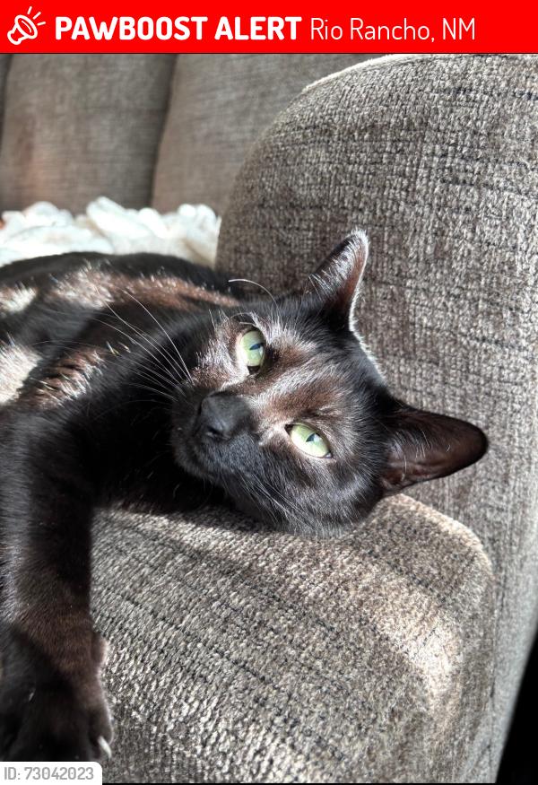Lost Male Cat last seen Pine rd ne, Rio Rancho, NM 87144