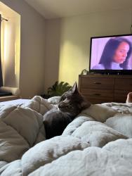 Lost Female Cat last seen Olive and college blvd, Oceanside, CA 92056