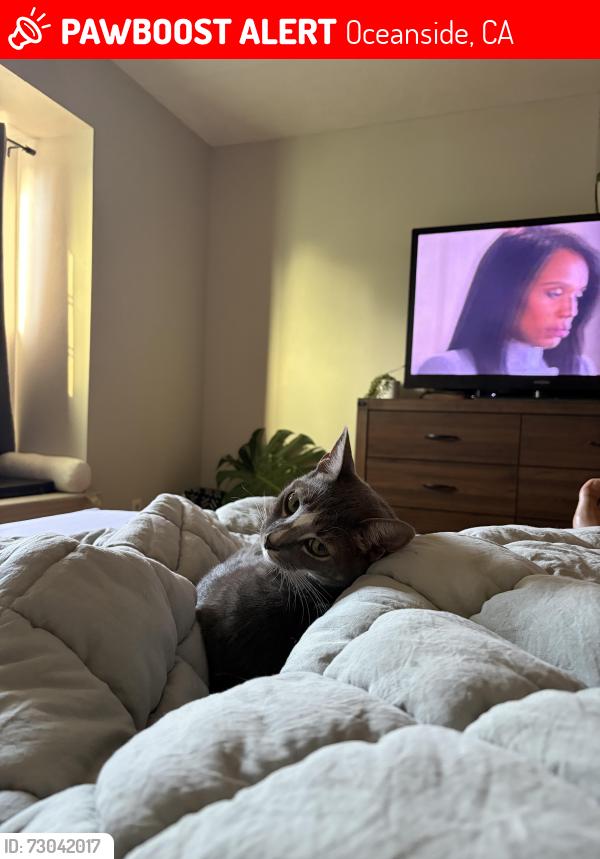 Lost Female Cat last seen Olive and college blvd, Oceanside, CA 92056
