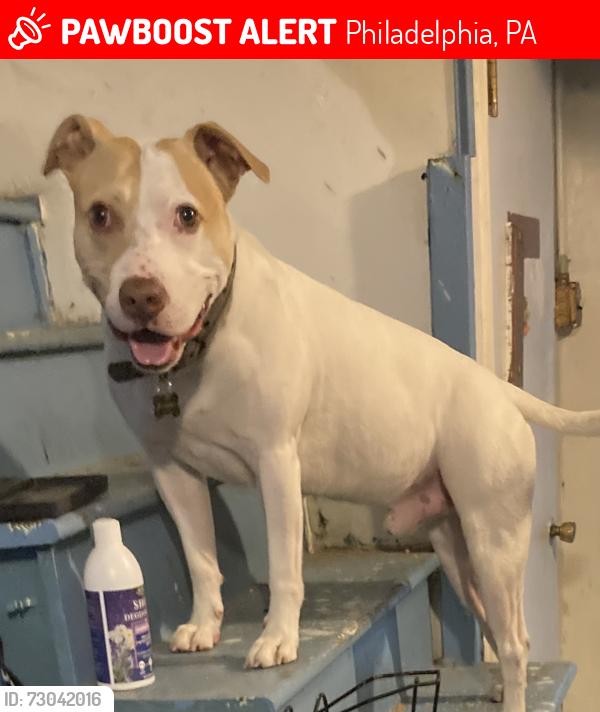 Lost Male Dog last seen Baldi playground , Philadelphia, PA 19115
