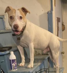 Lost Male Dog last seen Baldi playground , Philadelphia, PA 19115