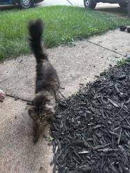 Found/Stray Unknown Cat last seen Ries and big bend road, Ballwin, MO 63021