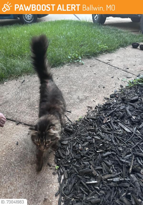 Found/Stray Unknown Cat last seen Ries and big bend road, Ballwin, MO 63021
