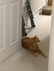 Lost Male Cat last seen godstone Road , Saint Margarets, England TW1 1JY