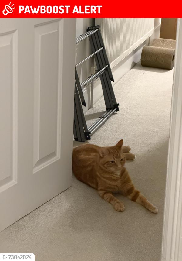 Lost Male Cat last seen godstone Road , Saint Margarets, England TW1 1JY